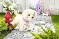 Interaktywny-piesek-Baby-Born-My-Lucky-Dog-z-akcesoriami-Marka-Baby-Born.jpg