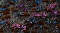 gamers-grass-laser-plants-alien-rosette-kosmiczna-rozeta-zdjecie.jpg
