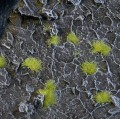 2mm-light-green-tiny-tuftsddd.jpg
