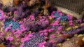 Alien-Neon2mm.jpg